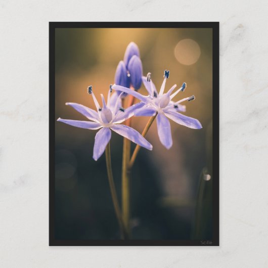 The Scille Briefkaart (Voorkant)