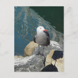 The Seagull Larry Day Ken Gage Vogelfotografie Briefkaart