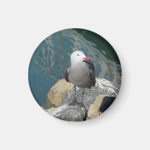 The Seagull Larry Day Ken Gage Vogelfotografie Magneet