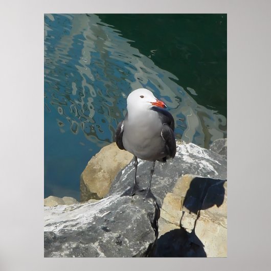 The Seagull Larry Day Ken Gage Vogelfotografie Poster (Voorkant)