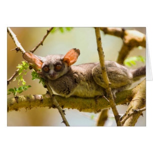 The Senegal Bushbaby