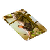 The Senegal Bushbaby Magneet (Rechterzijde)