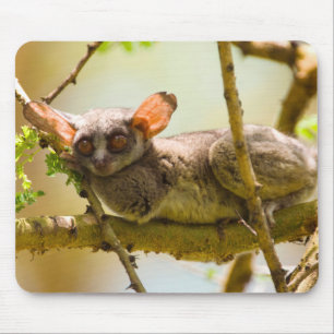 The Senegal Bushbaby Muismat