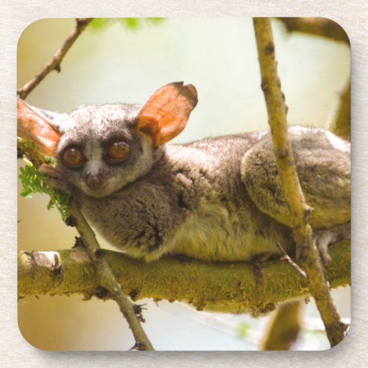 The Senegal Bushbaby Onderzetter (Voorkant)