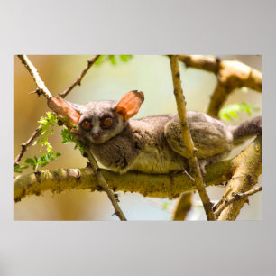The Senegal Bushbaby Poster