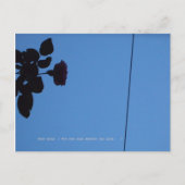 The shadow of a rose emerging darkly. briefkaart (Voorkant)