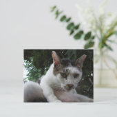 The sharp, piercing gaze of a stray cat. briefkaart (Staand voorkant)