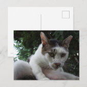 The sharp, piercing gaze of a stray cat. briefkaart (Voorkant / Achterkant)