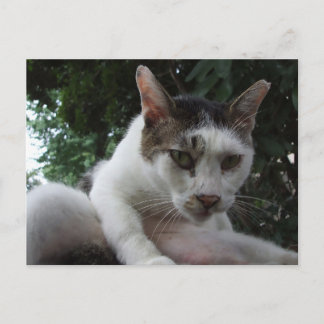 The sharp, piercing gaze of a stray cat. briefkaart