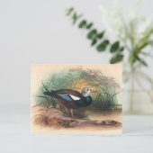 The Shielded Duck van Joseph Wolf Briefkaart (Staand voorkant)