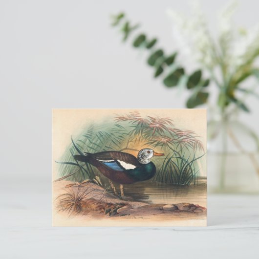 The Shielded Duck van Joseph Wolf Briefkaart (Staand voorkant)