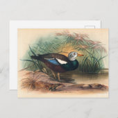 The Shielded Duck van Joseph Wolf Briefkaart (Voorkant / Achterkant)