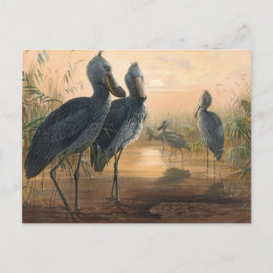 The Shoe Bill van Joseph Wolf Briefkaart