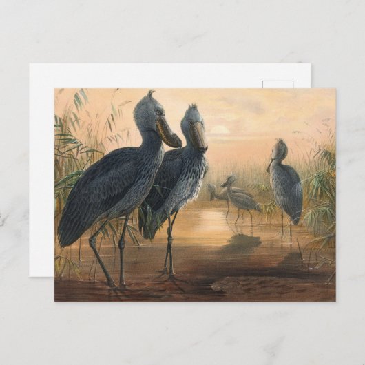 The Shoe Bill van Joseph Wolf Briefkaart (Voorkant / Achterkant)