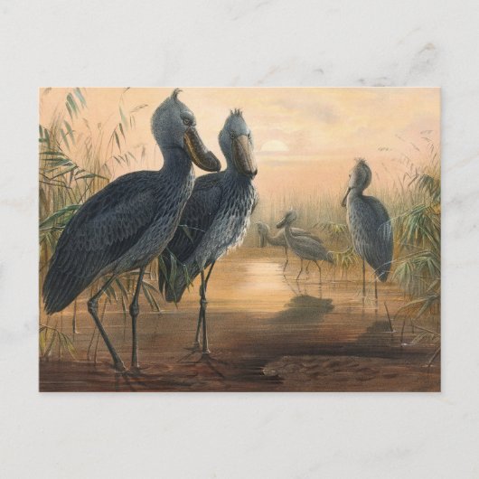 The Shoe Bill van Joseph Wolf Briefkaart (Voorkant)