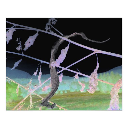 "The Snake's Farewell" transformeerde snakeskin Foto Afdruk (Voorkant)