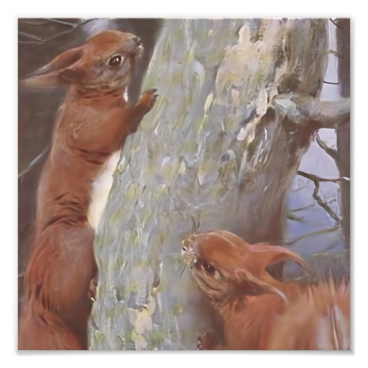 THE SQUIRREL (Sciurus vulgaris) Foto Afdruk (Voorkant)