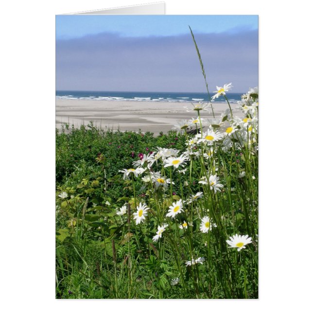 "The Summer Ocean Daisy" (Voorkant)