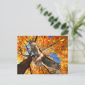 "The Sunday Hawk" Postcard Briefkaart (Staand voorkant)