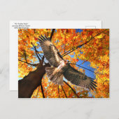 "The Sunday Hawk" Postcard Briefkaart (Voorkant / Achterkant)