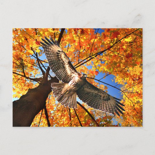 "The Sunday Hawk" Postcard Briefkaart (Voorkant)