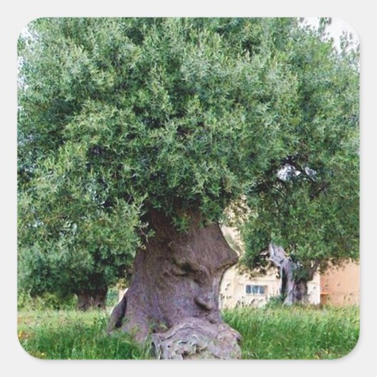 The Thinking Tree in Pugia Vierkante Sticker (Voorkant)