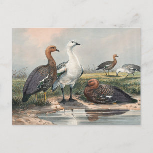 The Upland Goose van Joseph Wolf Briefkaart