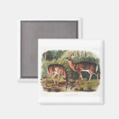 The viparous quadrupeds by John James Audubon Magneet (Voorkant / Achterkant)