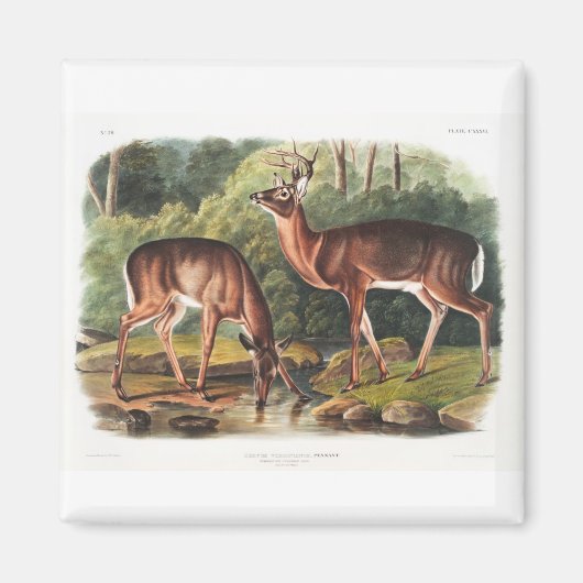 The viparous quadrupeds by John James Audubon Magneet (Voorkant)