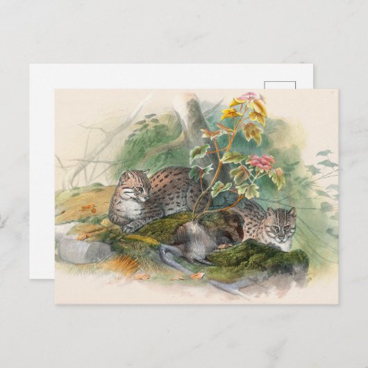 The Wagati Cat by Joseph Wolf Briefkaart (Voorkant / Achterkant)