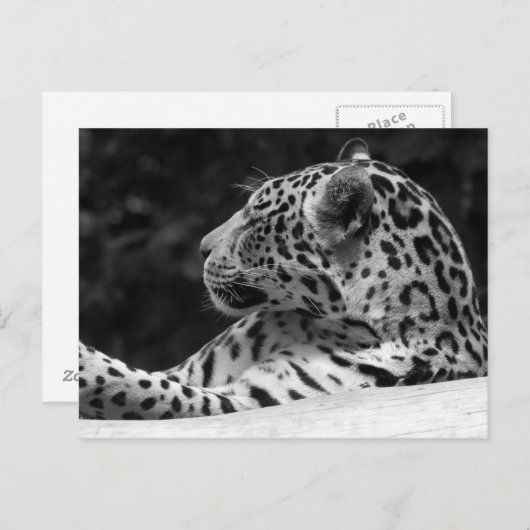 The Waking Leopard Briefkaart (Voorkant / Achterkant)