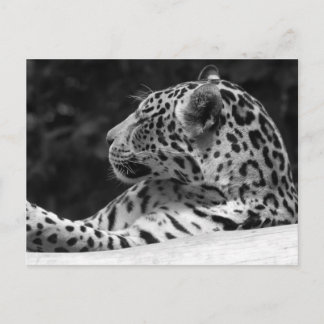 The Waking Leopard Briefkaart