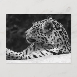 The Waking Leopard Briefkaart