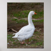 The Walk About Poster (Voorkant)