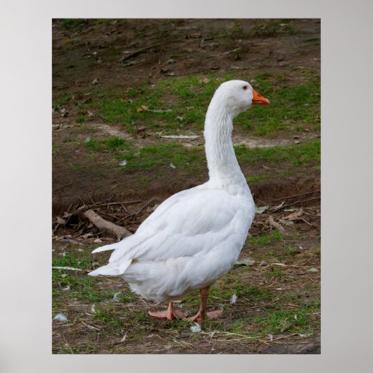 The Walk About Poster (Voorkant)