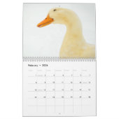 The Walking Ducks 2015 Calender Kalender (Feb 2026)