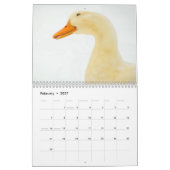 The Walking Ducks 2015 Calender Kalender (Feb 2027)