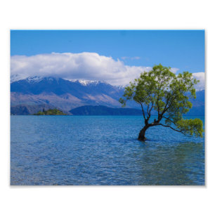 The Wanaka Tree, Lake Wanaka, NZ - Foto print Afdruk