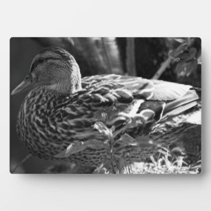 The Watcher Fotoplaat