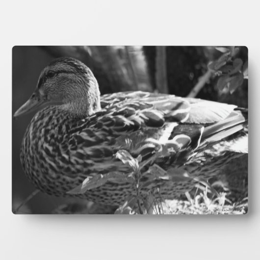 The Watcher Fotoplaat (voorkant)