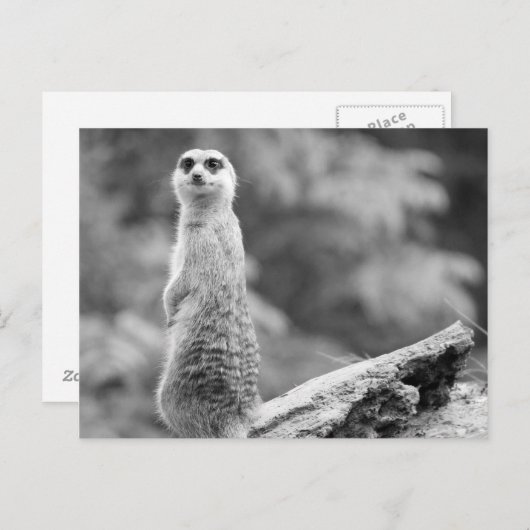 "The Watchman" Briefkaart (Voorkant / Achterkant)