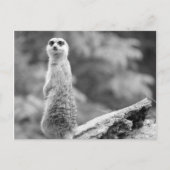 "The Watchman" Briefkaart (Voorkant)