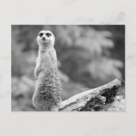 "The Watchman" Briefkaart