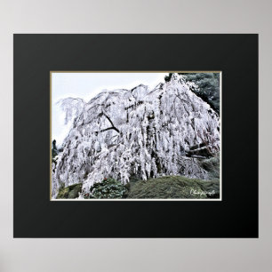 The Weeping Cherry Tree: Ono-ji temple Poster