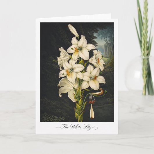 The White Lily — Modern Botanical Reinterpretation Kaart (Voorkant)