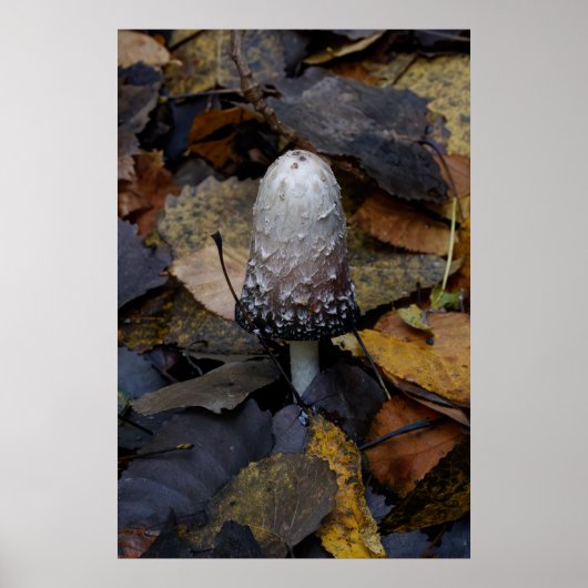 The White Mushroom Poster (Voorkant)