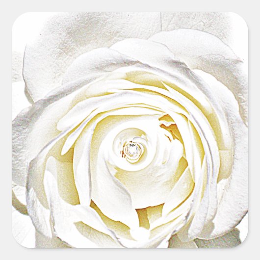 The White Rose of Love_ Vierkante Sticker (Voorkant)