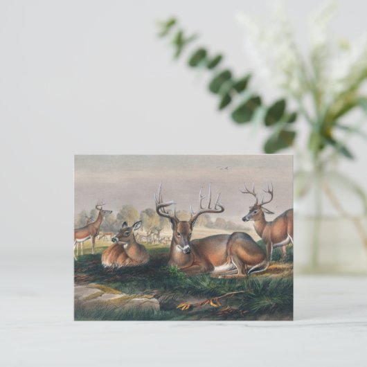 The White-Tailed Deer van Joseph Wolf Briefkaart (Staand voorkant)