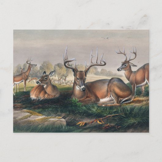 The White-Tailed Deer van Joseph Wolf Briefkaart (Voorkant)
