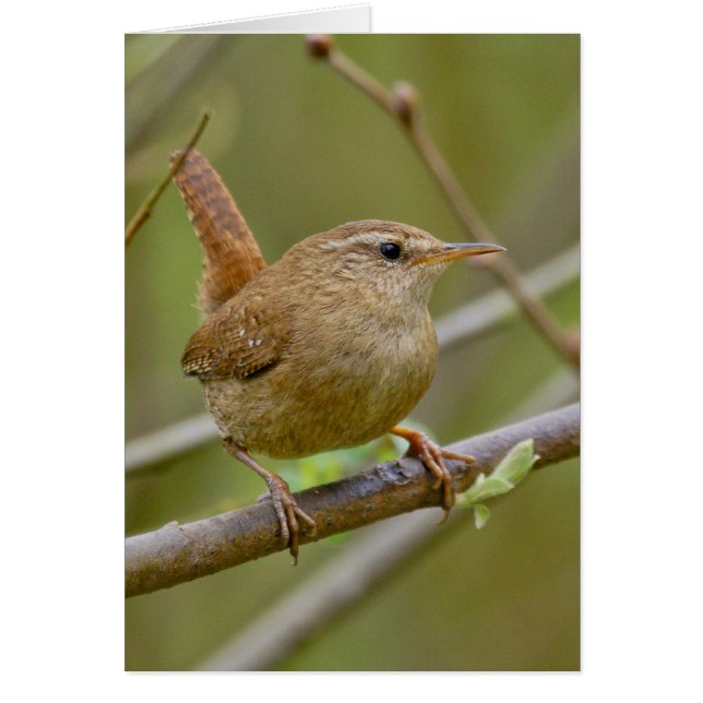 The Wren (Voorkant)